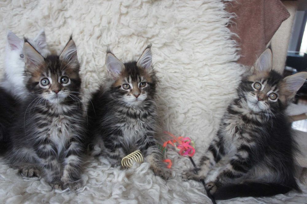 kotka Maine Coon - GOTOWA do odbioru - rodowód FPL -  na MIKOŁAJA