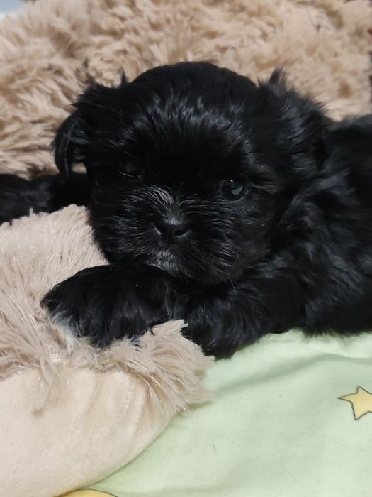TASHA cudowna czarna dziewczynka Shih-Tzu gotowa na zmianę domu