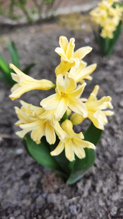 Жовті гіацинти, мускарі, крокуси.