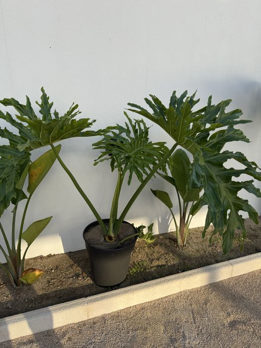 Planta Philodendro sellum