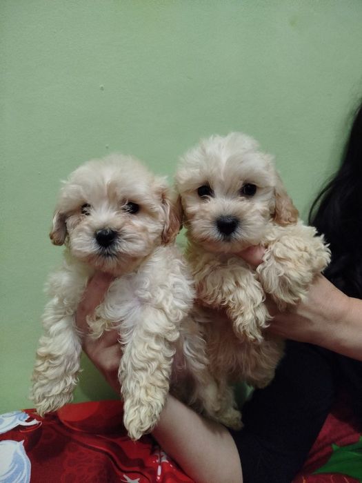 Мальтипу F1 (2 хлопці)