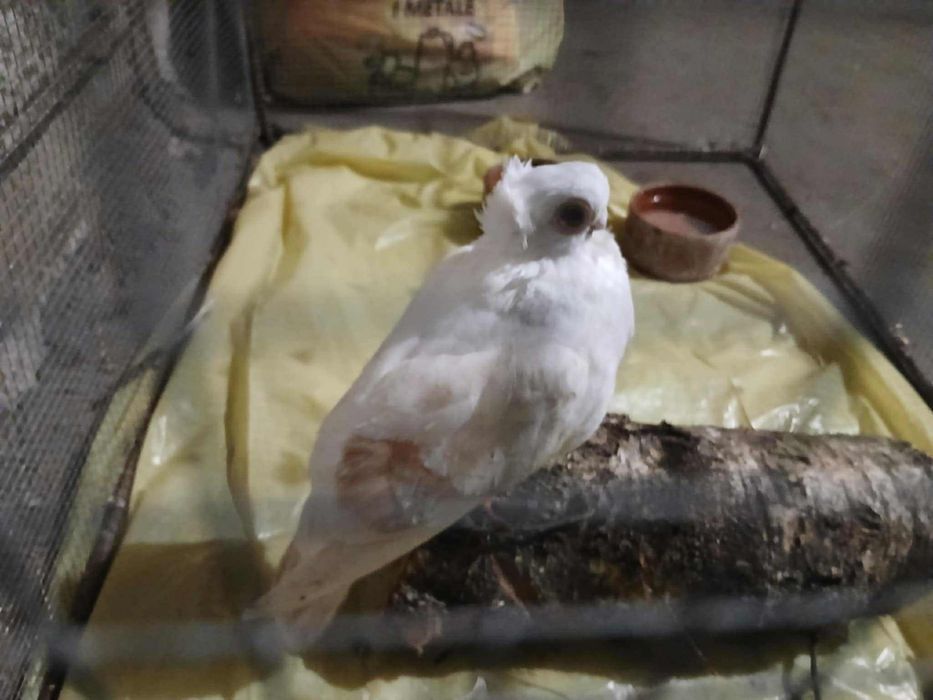 Gołąb samica popielaty