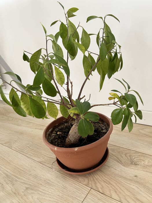 Bonsai drzewko doniczkowe