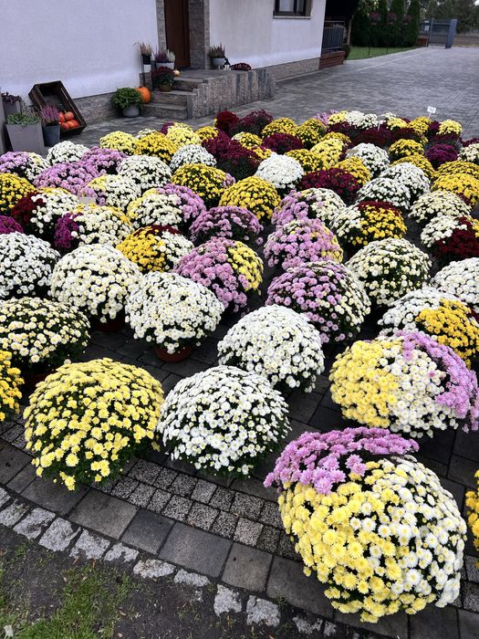 Chryzantemy drobnokwiatowe chryzantema doniczkowa różne kolory