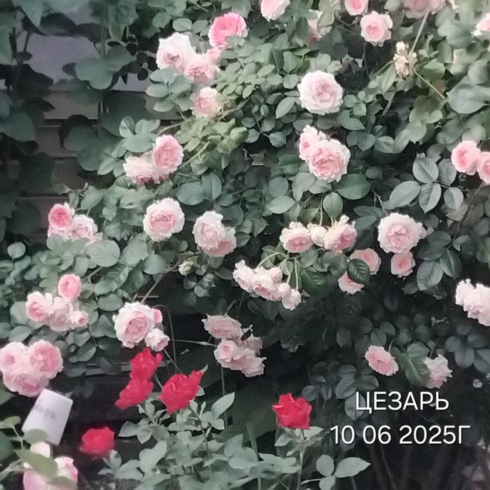 Розы плетистые, разные, на собственных  корнях.