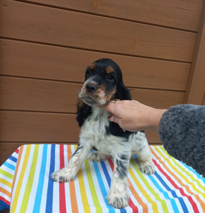 Cocker Spaniel Angielski Suczka Gotowa do odbioru