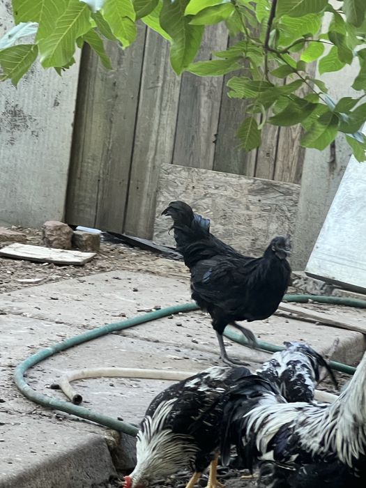 Петухи ухеилюя(подростки)