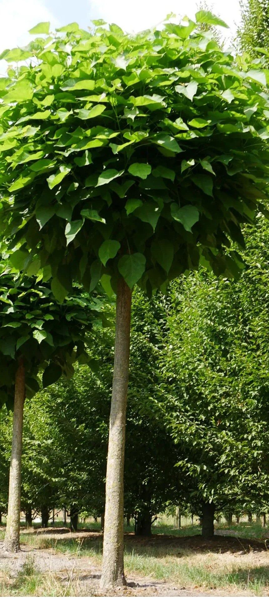 Surmia Catalpa Nana wys.180 cm