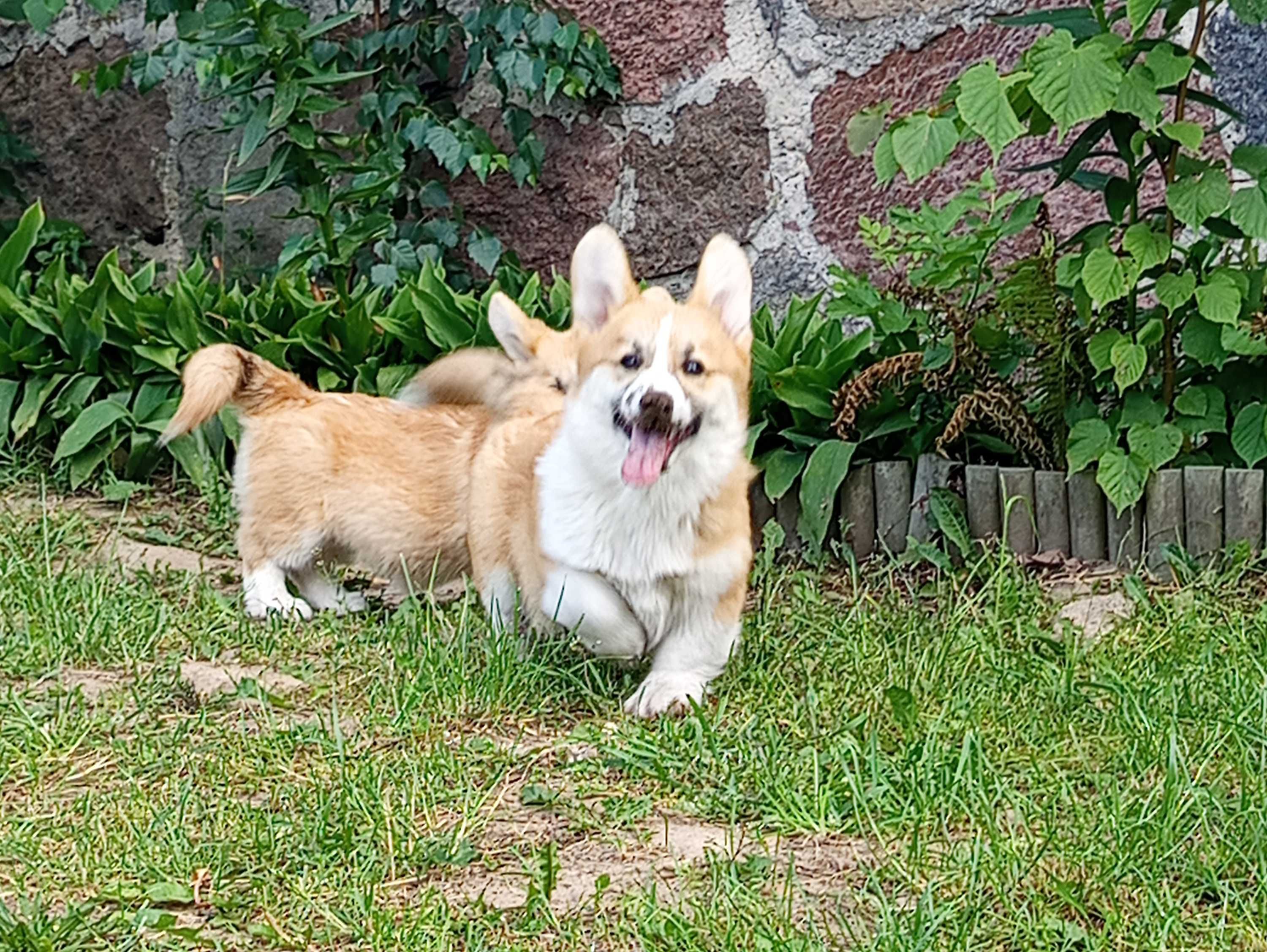 Welsh corgi Pembroke