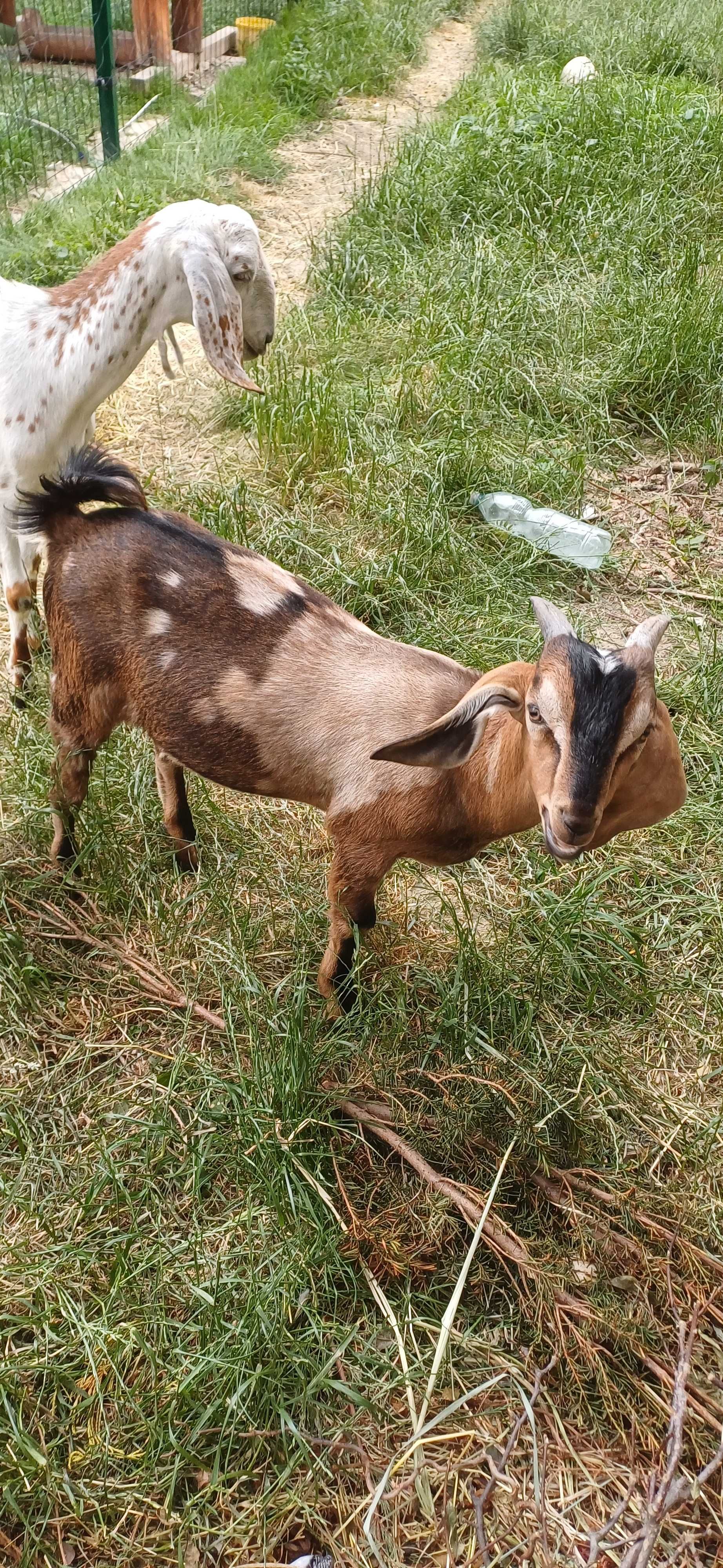 kozy anglonubijskie - biała bezrożna genetycznie, capek w łatki.