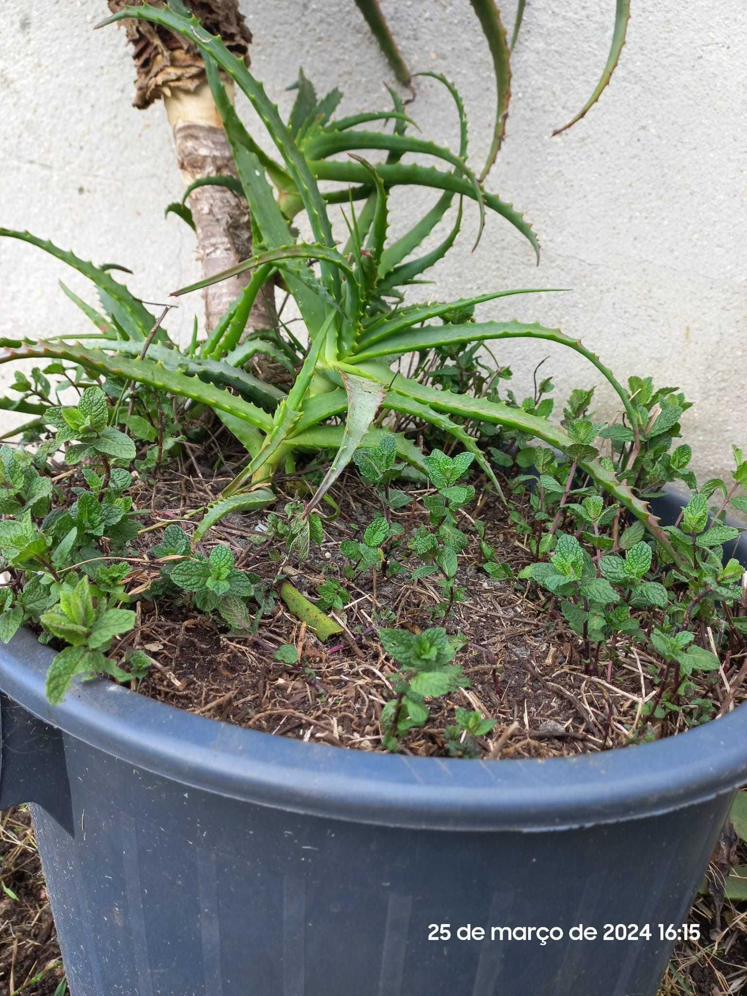 ALOE VERA - Planta grande em vaso