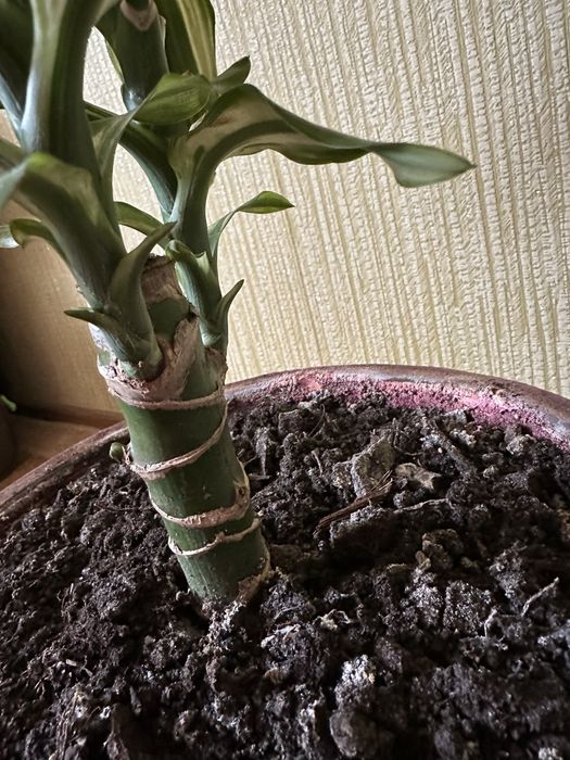 Драцена запашна, Dracaena fragrans