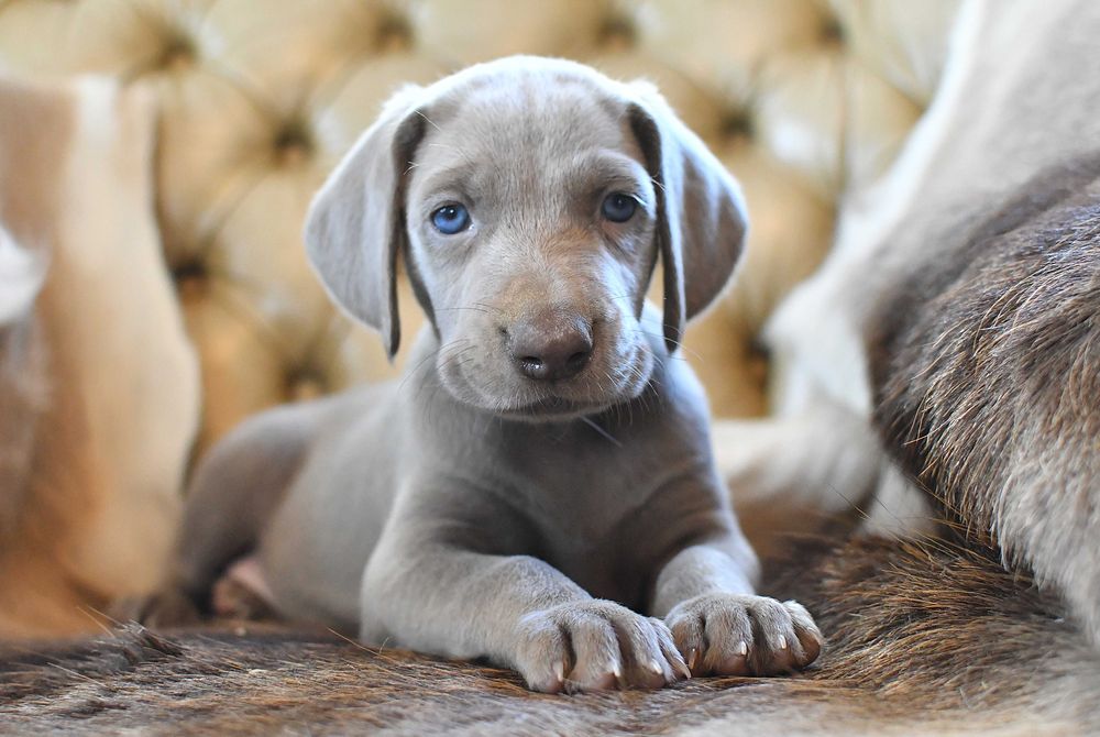 Wyżeł Weimarski - szczenię - ZKwP FCI