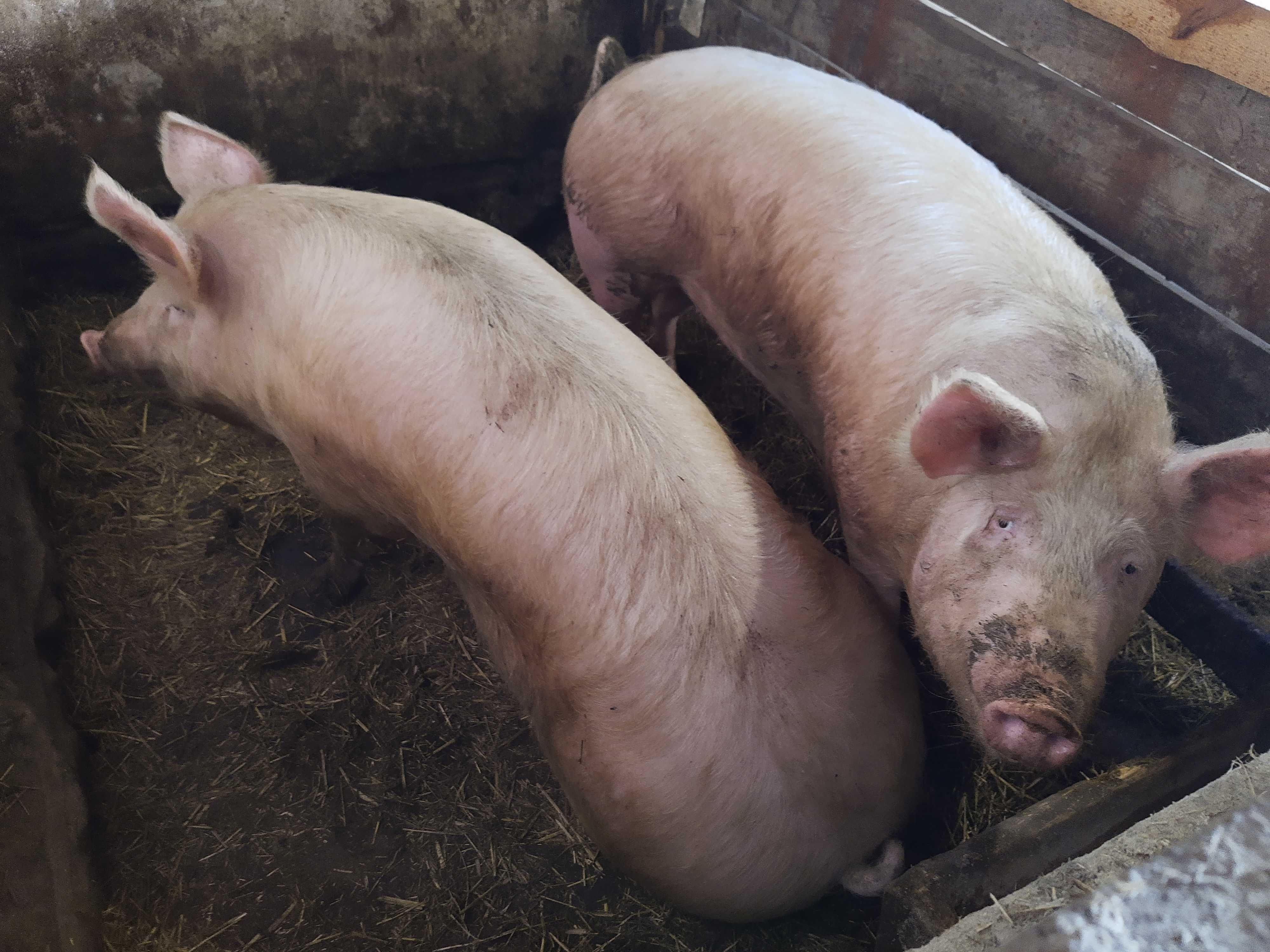 Продам домашні свині живою вагою