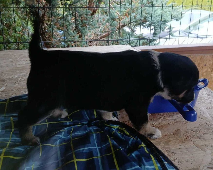 Oddam szczeniaka w dobre ręce REZERWACJA