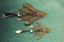 Glonojad zbrojnij ancistrus sp welonowe podrostki 6cm