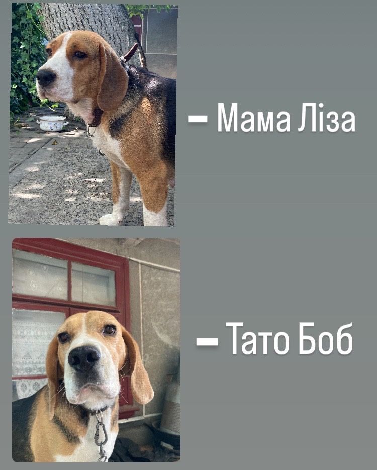 Продаю собаченят