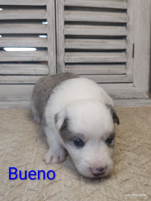 Border collie piesek Blue merle przebadani rodzice