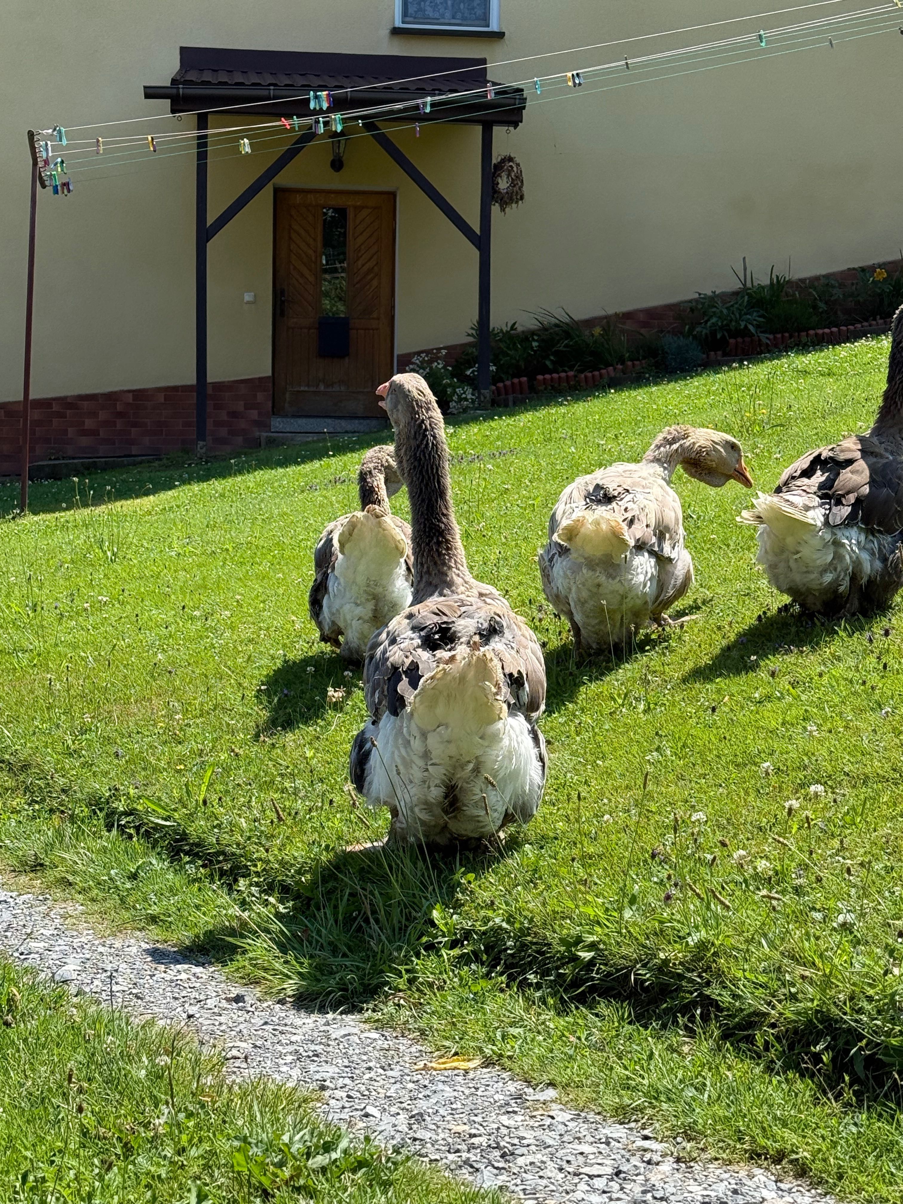 Gęś gęsi tuluskie