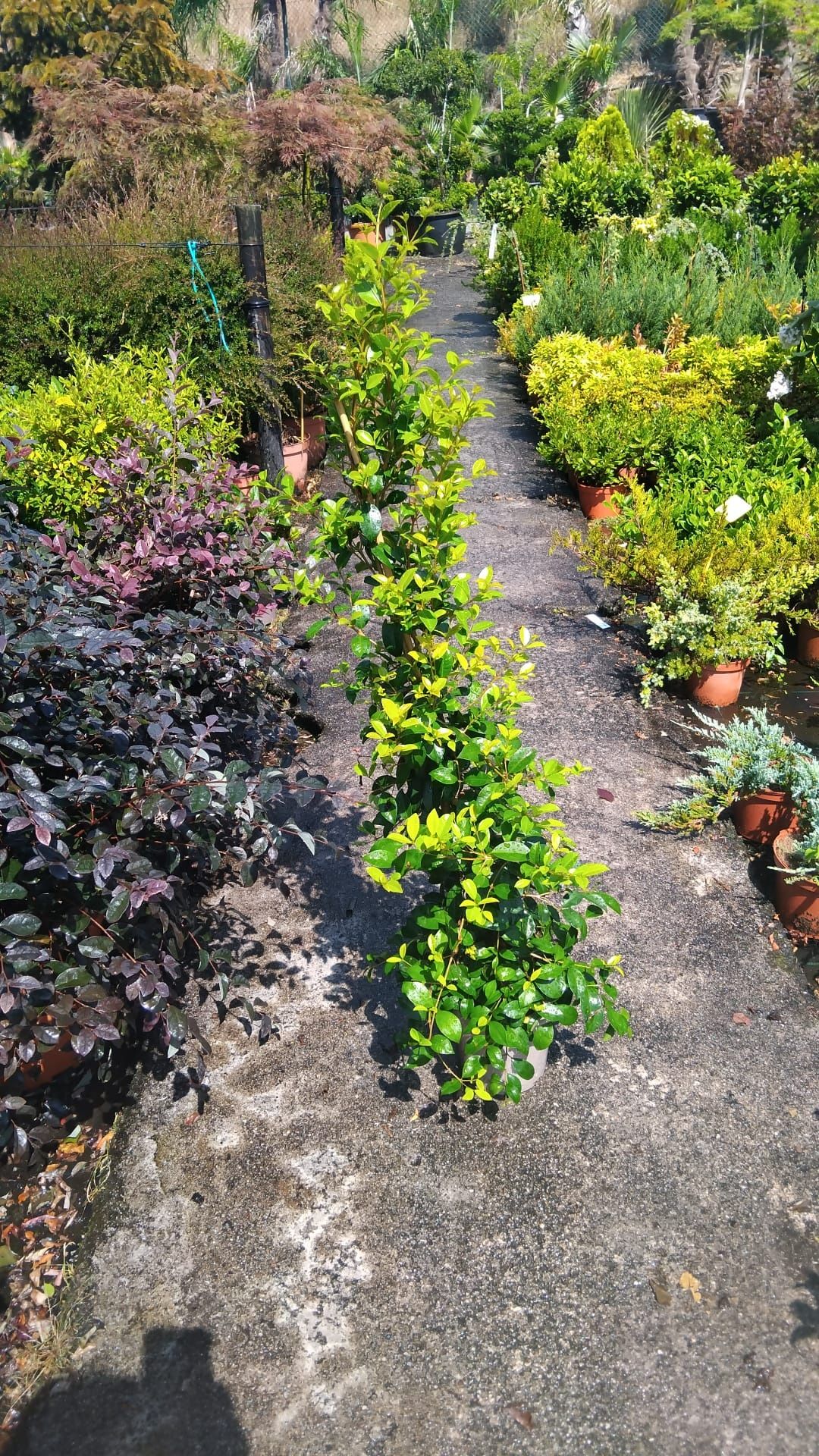 Várias plantas ,