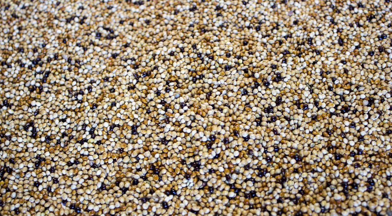 Proso świata mieszanka pros papuga mała gołąbek diamentowy amadyna 25k