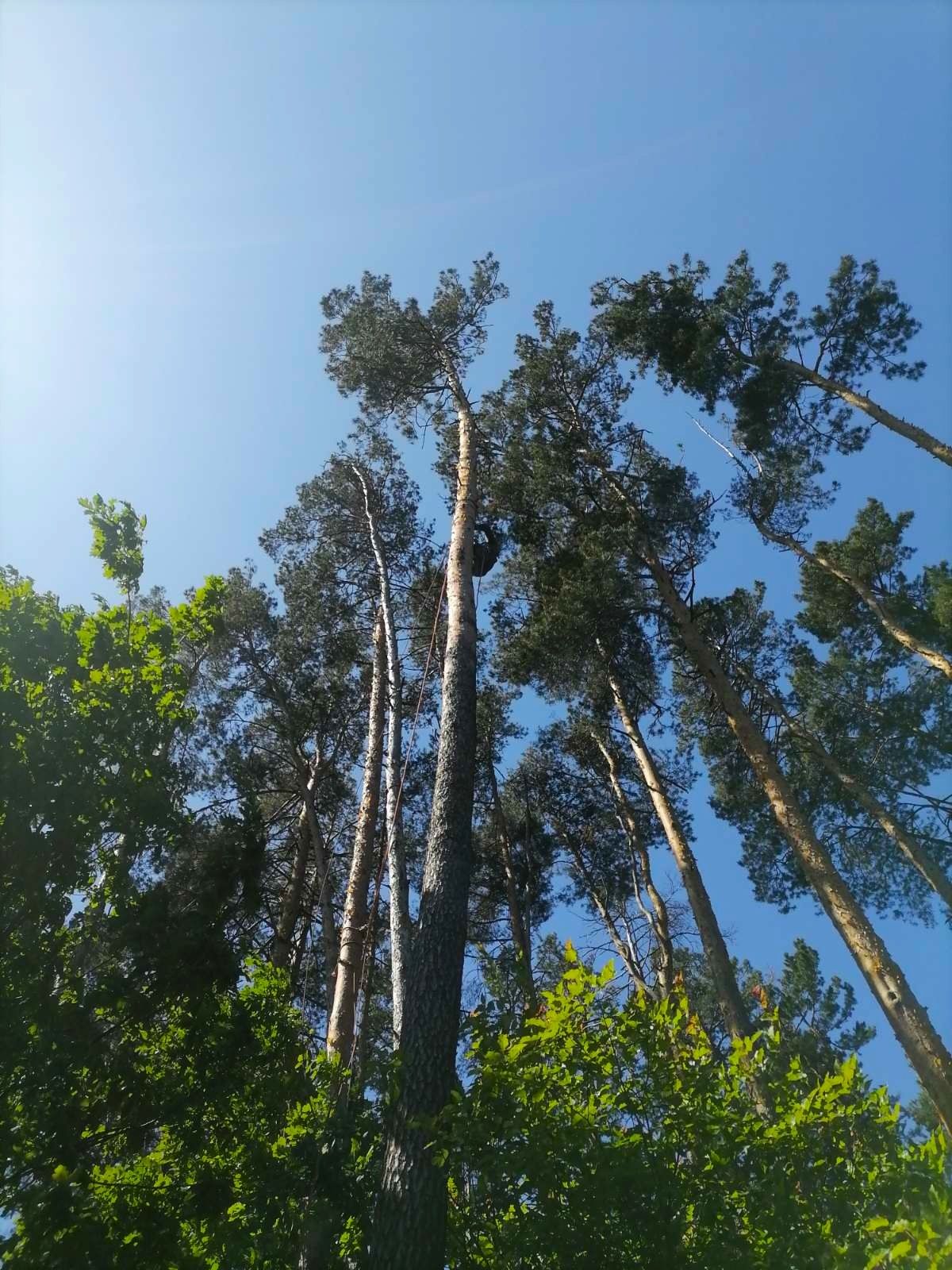 Зрізання,кронування дерев