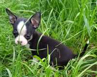 Chihuahua - biało czarny chłopiec