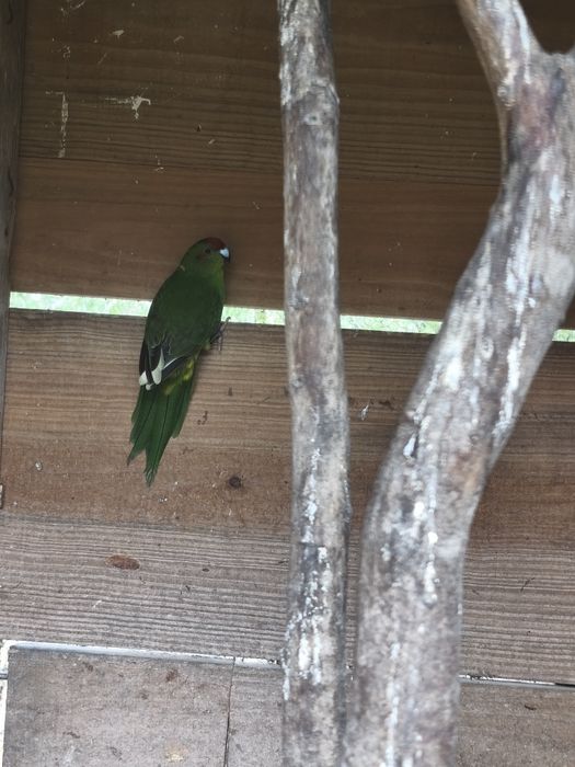 Red rumped / Kakariki