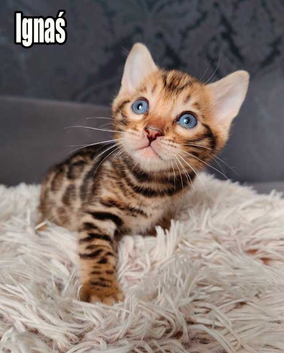 Kocurek bengalski z rodowodem