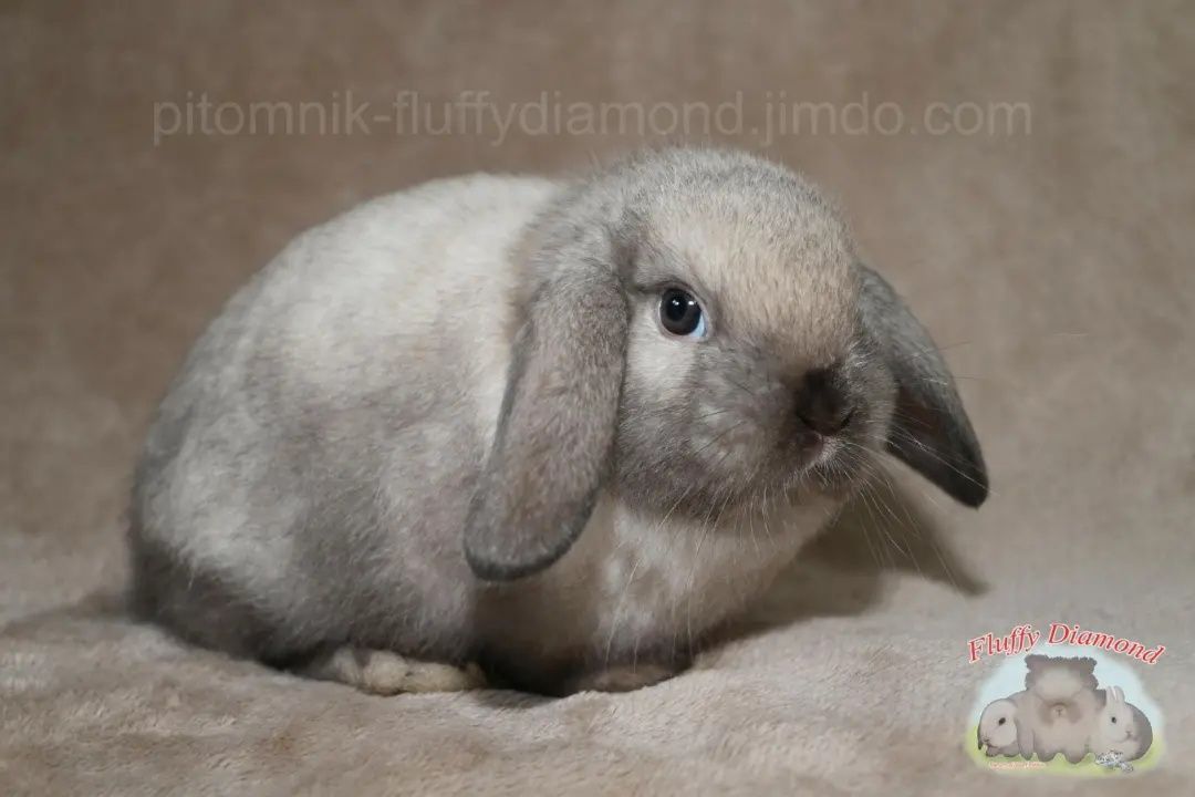 Пухнасті та ніжні кроленята для Вас! Кролики з Fluffy Diamond