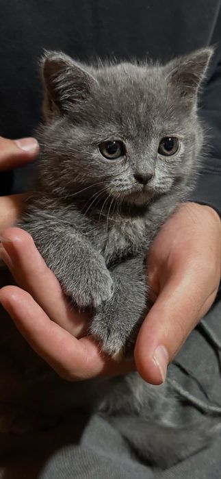 Кошенята породи «Британець» короткошерстні, хлопчики і дівчатка
