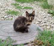 Кошеня красивого окрасу