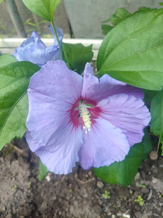 Кущі, хвойні, ожина, декоративні трави, грунтопокривні і інші рослини