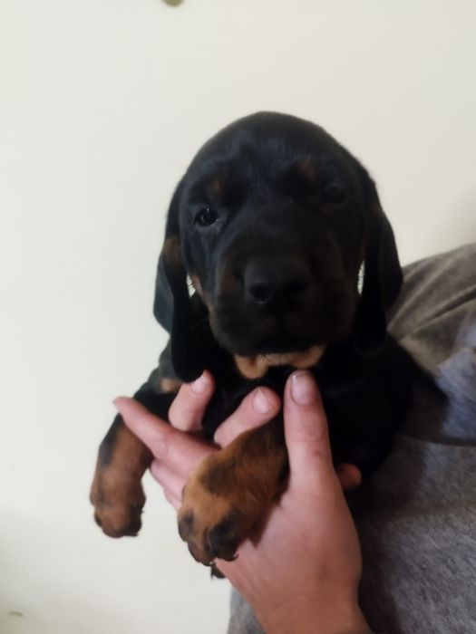 Ginczy polski szczeniak