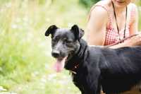 Hugo - skrzywdzony średni czarny pies do adopcji schronisko Kalisz