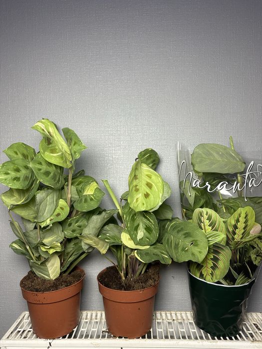 Стреліція Епіпремнум Маранта Плющ Спатифілум Даймонд Фікус Калатея