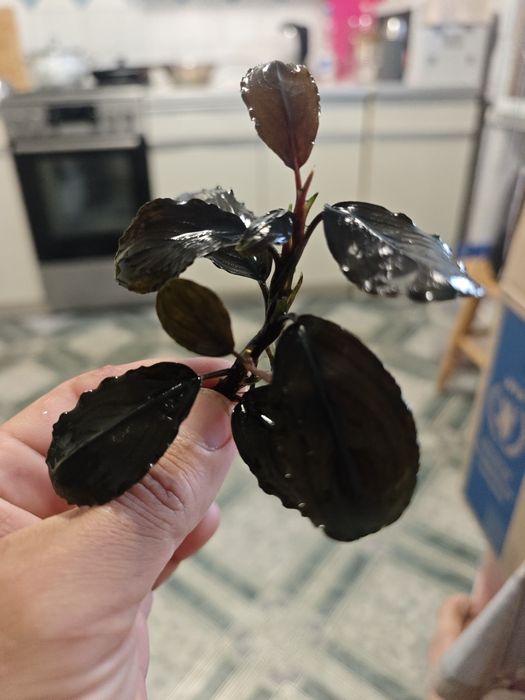 Продам Буцефаландру