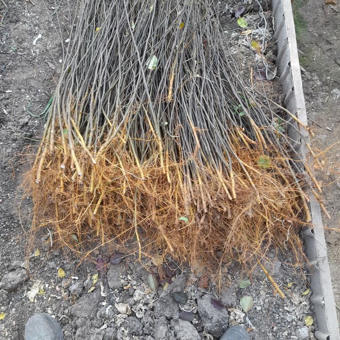 Подвои 54118, 106, б735,ва29, всл , бест, пумиселект