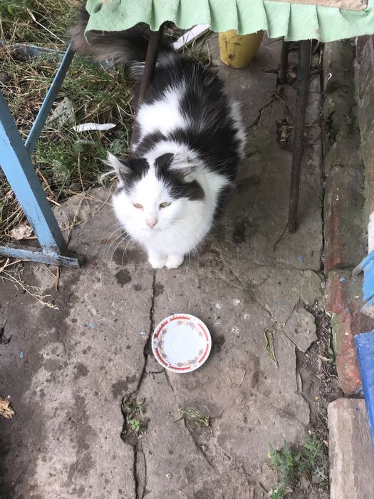 Отдам бесплатно кота и кошку