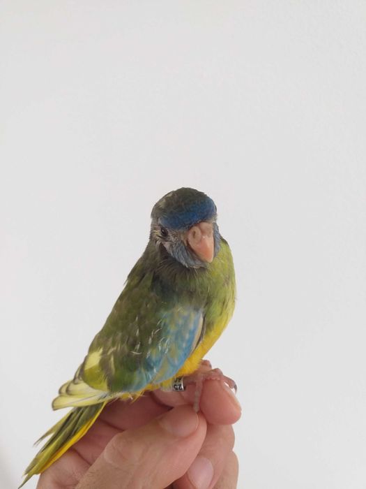 Neophema Splendida / esplêndido