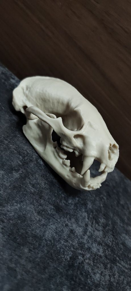 Czaszka borsuk amerykański wydruk 3d