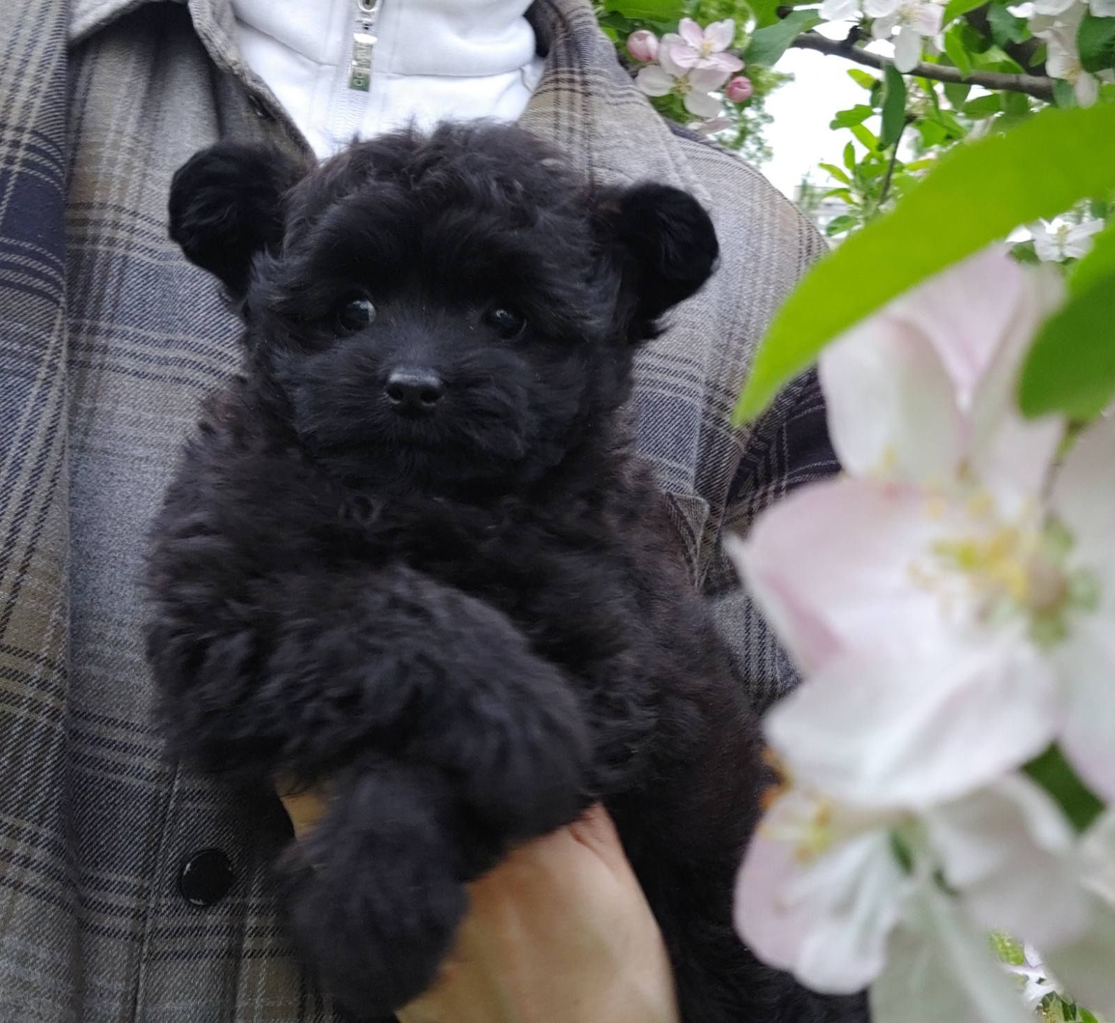 Черная с шоколадным подтоном дизайн-девочка pomapoo