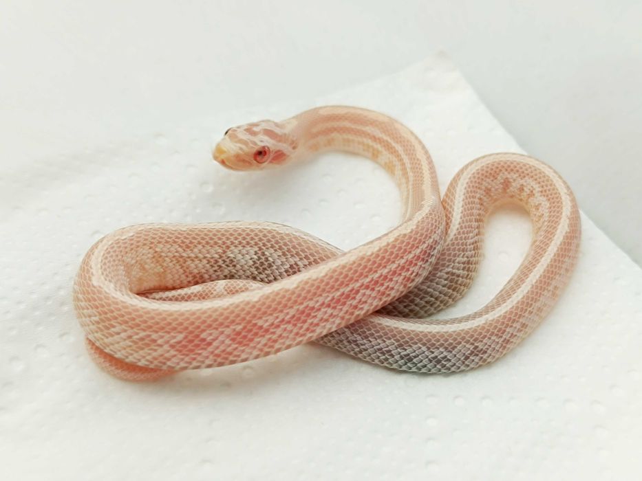 Wąż zbożowy / Snow Tessera Redfactor / Zbożówka / Dla początkujących