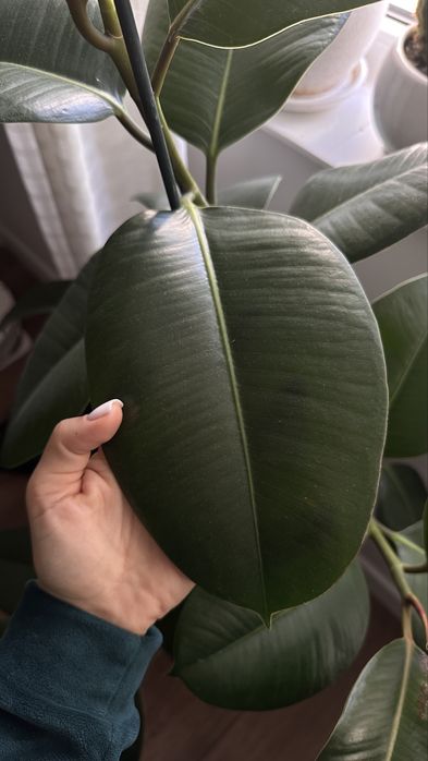 Фикус 1,5 метра с вазоном