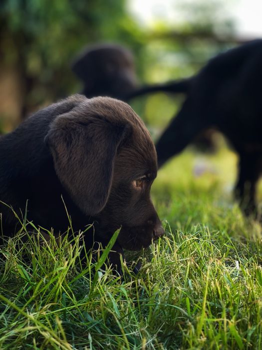 Шоколадні цуценята Лабрадор Ретривер (щенок/щенки)