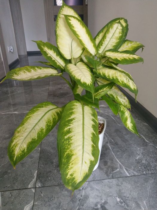 Difenbachia Camilla / 5szt bez doniczki