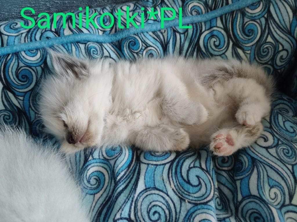 Kotek, Kocurek Ragdoll FPL CCF kotki , koteczki, WYPRAWKA
