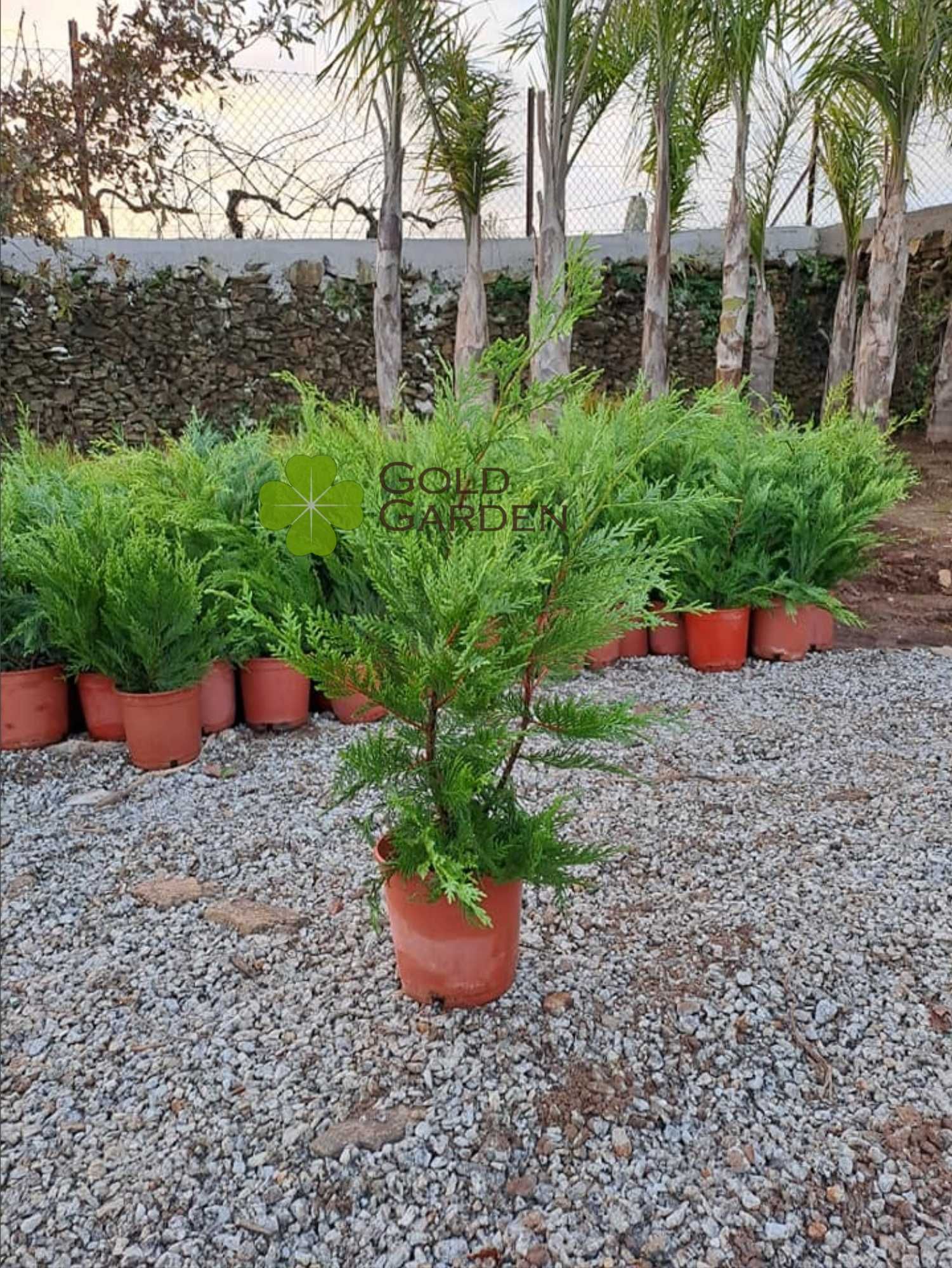 Cedros Leyland / Ciprestes / Plantas / Jardim