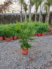 Cedros Leyland / Ciprestes / Plantas / Jardim