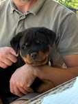 Rottweiler ZKwP/ FCi - niemieckie krycie